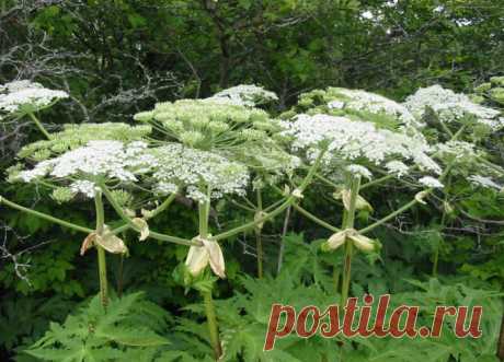 Осторожно, борщевик Сосновского! — 6 соток