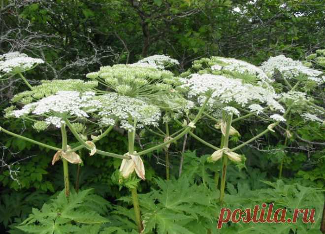 Осторожно, борщевик Сосновского! — 6 соток