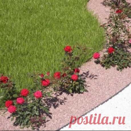 Как правильно посадить розы