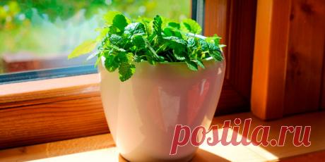 Как вырастить мяту на подоконнике - Сад и огород