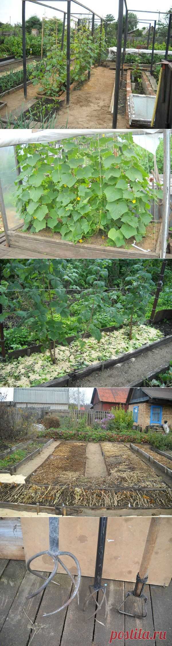 Советы опытной огородницы — 6 соток