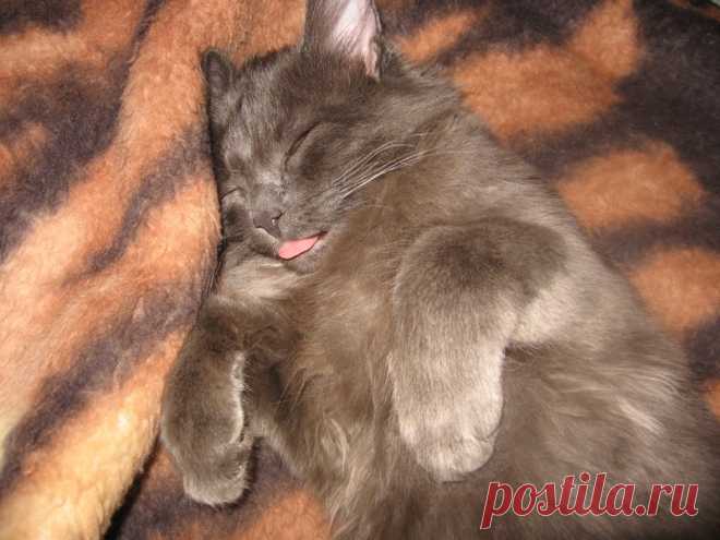 Подобрали на улице слепого и мокрого...