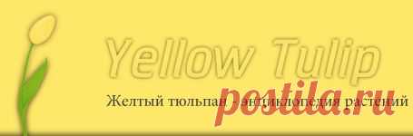 Драба или Крупка – Draba « Yellow Tulip – энциклопедия растений
