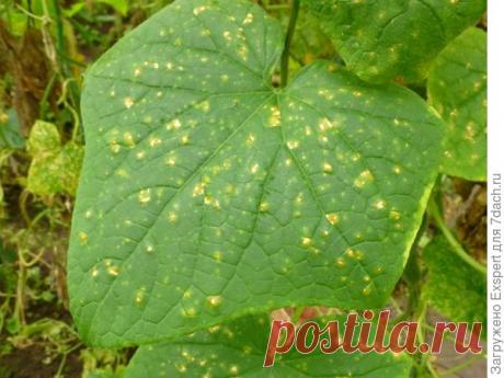 Основные болезни огурцов с фотографиями симптомы и признаки, способы лечения и профилактики