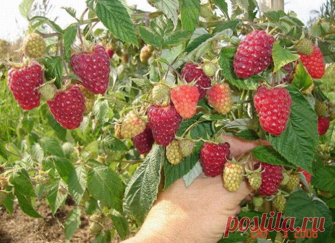 ЧТОБЫ МАЛИНА БЫЛА КРУПНЕЕ | Самоцветик