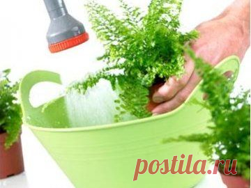 Горячий душ для комнатных растений - процедура проведения, польза и вред