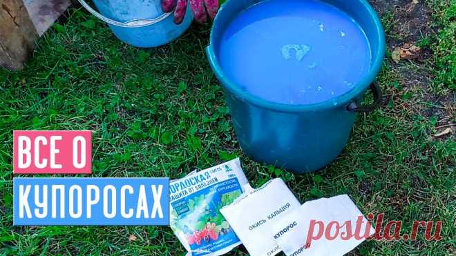 ВСЕ ЧТО НУЖНО ЗНАТЬ О КУПОРОСАХ В ОДНОМ ВИДЕО / Садовый гид Друзья, здравствуйте! С вами Лариса Зарубина и канал САДОВЫЙ ГИД! Сегодня поговорим о купоросах!Я расскажу вам о применении железного и медного купороса в са...