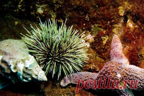 Забытые деликатесы возвращаются в лоно высокой русской кухни / Всё самое лучшее из интернета