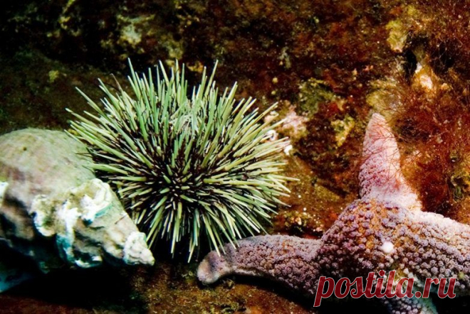 Забытые деликатесы возвращаются в лоно высокой русской кухни / Всё самое лучшее из интернета