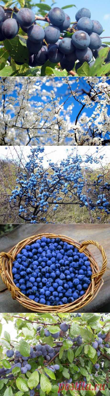 Чем полезен тёрн? | Дачный участок