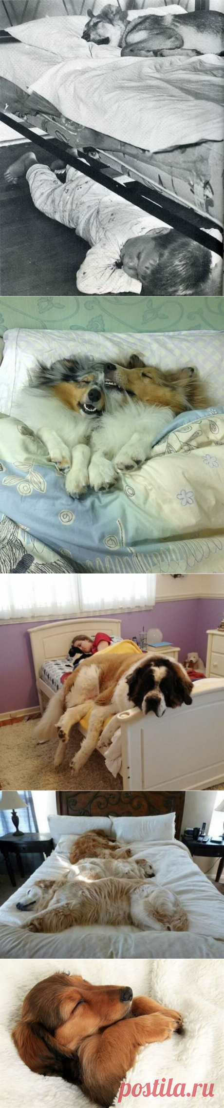 Собаки, которые устроились в кровати хозяина