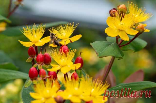 Как я полюбила зверобой — о декоративных сортах, пользе для сада и пчёлах — Ботаничка