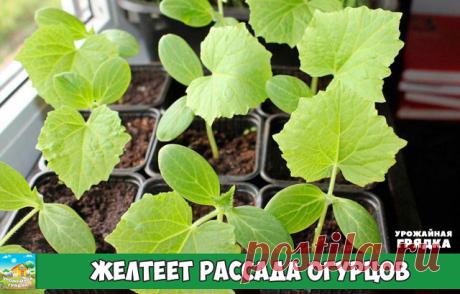 Пожелтение рассады огурцов

Пожелтение рассады может иметь несколько причин:

 Нехватка микроэлементов. В питательном грунте растение имеет яркие зелёные листочки. Исправить ситуацию можно внесением удобрений (Кемира-экстра, Фитоспорин).
 Недостаток грунта. В маленькой ёмкости корням становится тесно, листья желтеют.
 Передержкой растений. Не следует слишком долго держать рассаду в комнатных условиях, через 21–29 дней после посева её обязательно пересаживают в грунт.
 Недо...