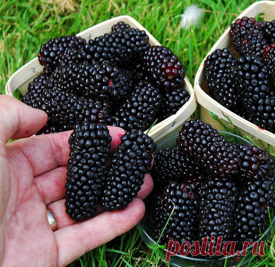 😋ЕЖЕВИКА КАРАКА ЧЕРНАЯ — ПОЛУЧАЙТЕ ЭТАЛОННЫЕ ЯГОДЫ БЕЗ ОСОБЫХ ХЛОПОТ😋

 Ежевика становится все более частой гостьей отечественных садов. Еще бы, селекционеры потрудились над ней на славу. Современные сорта славятся неприхотливостью, урожайностью и превосходным вкусом ягод.
Вот взять, для примера, ежевику Караку черную. Ее плоды, наверное, можно назвать эталоном:
✅ крупные — до 5 см в длину и массой более 10 г;
✅ с плотной и сочной мякотью;
✅ сладкие, с пикантной кислинко...