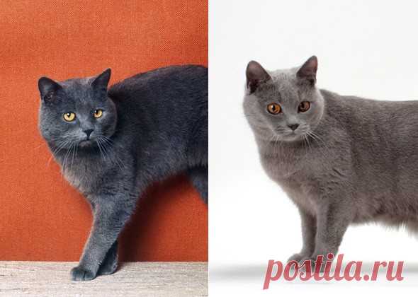 10 похожих пород кошек. Сможете ли вы отличить их друг от друга | PetTips