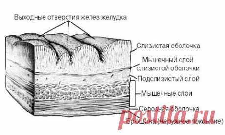 Отечность слизистой желудка лечение Почему болит желудок: нюансы
Заболевания слизистой, виды гастрита
Особенности и рекомендации
Узнать о степени поражения стенок желудка и насколько гиперемирована слизистая желудка можно путем назначенной гастроэнтерологом эндоскопии