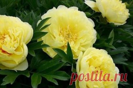 ПИОНЫ. ВСЕ СЕКРЕТЫ ПЫШНОГО ЦВЕТЕНИЯ