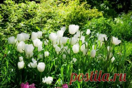 5 красивоцветущих многолетников для глинистой почвы | Прочие многолетники (Огород.ru)