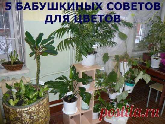 5 БАБУШКИНЫХ СОВЕТОВ ДЛЯ ЦВЕТОВ
Совет 1.
Зимой и осенью цветы нужно поливать утром. Летом и весной – вечером.
Совет 2.
Опрыскивать цветы нужно рано утром или вечером. В опрыскиватель заливают горячую воду, при распылении она остывает.
Совет 3.
Секрет яркой и сочной окраски листьев – в опрыскивании с добавлением камфарного спирта. Приблизительно 2-4 капли на 1 литр воды.
Совет 4.
Подкормка комнатных растений. Сколько существует всяческих удобрений и советов по их применению! Бабушка делала та