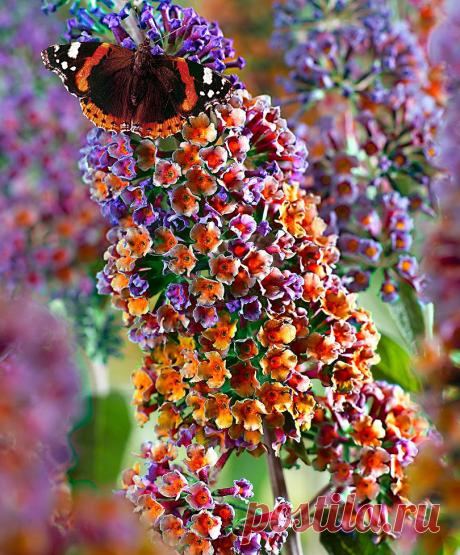 Фиолетово-оранжевые цветы
90951.jpg (Изображение JPEG, 810 × 978 пикселов) - Масштабированное (64%)