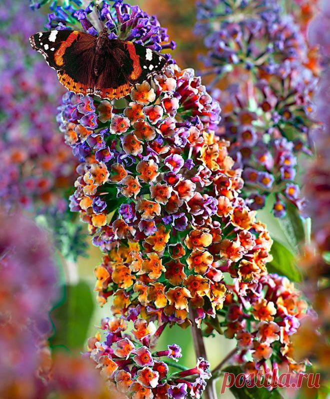 Фиолетово-оранжевые цветы
90951.jpg (Изображение JPEG, 810 × 978 пикселов) - Масштабированное (64%)