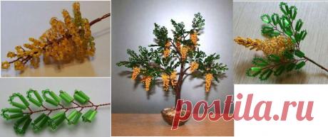 Акация / Деревья, бонсай