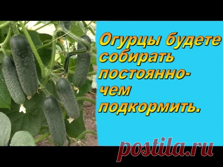 Кормим так огурцы раз в неделю и каждый день собираем обильный урожай!