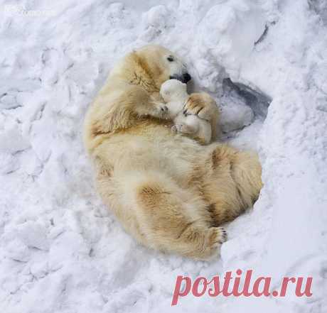 Животные: родители, они и в Африке родители