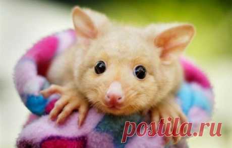 Умилительные зверята - Вдохновение / Surfingbird - мы делаем интернет лучше