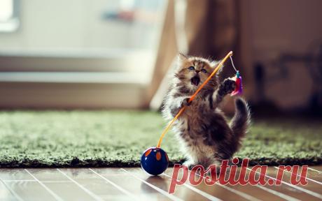 Новые фотографии рабочий стол котята.