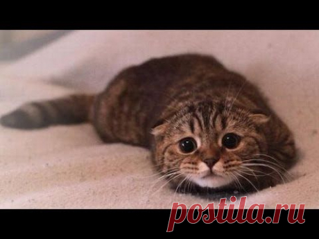 Хозяева ругают котов за их проделки. Их реакция - это что-то!
