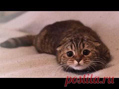Хозяева ругают котов за их проделки. Их реакция - это что-то!