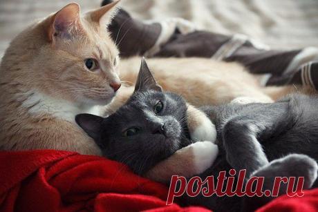 -Не отдам, она моя! 
-Я твоя! А что там?