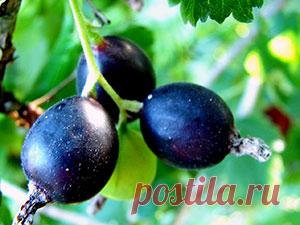 Гибрид йошта – посадка и уход, фото йошты, обрезка и размножение йошты; описание сортов йошты