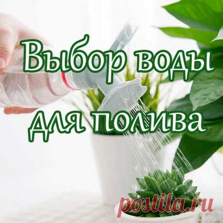 Комнатные растения. Выбор воды для полива Лучшей для полива домашних растений считают мягкую, имеющую нейтральную кислотность воду. Кислотность можно определить рН-метром или лакмусовой бумагой, которые можно найти в цветочных магазинах или в аптеке. Для абсолютного большинства растений требуется нейтральная среда, но есть...