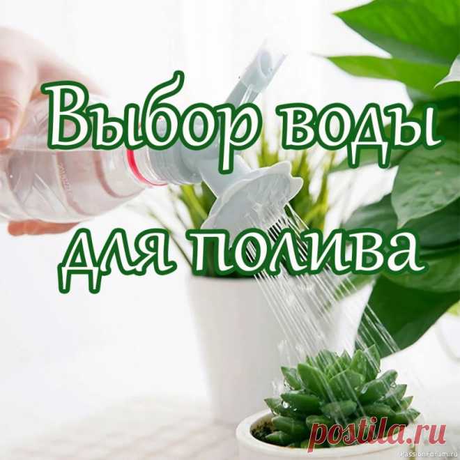 Комнатные растения. Выбор воды для полива Лучшей для полива домашних растений считают мягкую, имеющую нейтральную кислотность воду. Кислотность можно определить рН-метром или лакмусовой бумагой, которые можно найти в цветочных магазинах или в аптеке. Для абсолютного большинства растений требуется нейтральная среда, но есть...