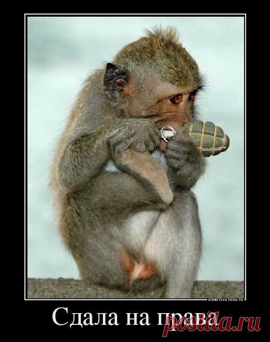 Демотиваторы. Классные приколы! / Писец - приколы интернета