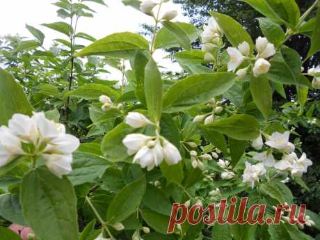 LIAUDIES IŠMINTIS PATARIA (pagal B. Martišienės knygą): JAZMINAS (lot. Philadelphus, angl. Mock-orange, vok. Pfeifensträucher)
