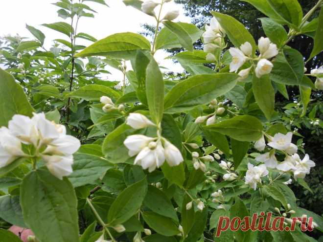 LIAUDIES IŠMINTIS PATARIA (pagal B. Martišienės knygą): JAZMINAS (lot. Philadelphus, angl. Mock-orange, vok. Pfeifensträucher)