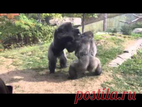 Гориллы дерутся / Видео / Моя Планета