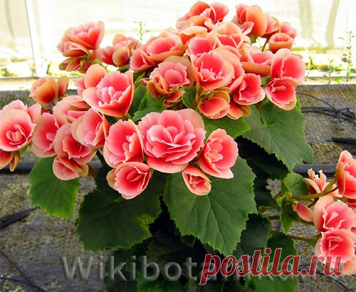 Самые капризные комнатные цветы