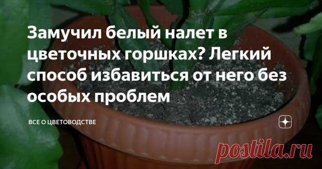 Замучил белый налет в цветочных горшках? Легкий способ избавиться от него без особых проблем Каждому цветоводу известно, что за возможностью украсить свой дом пышной зеленью и любоваться красочным цветением, стоит много труда. С какими только проблемами я не сталкивалась! Но по-настоящему однажды озадачил меня белый налет в цветочных горшках.