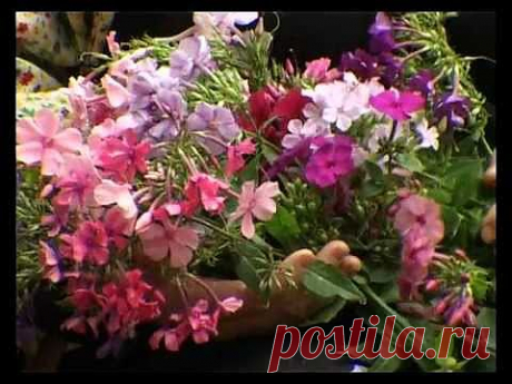 Сад и огород. Флоксы метельчатые - YouTube