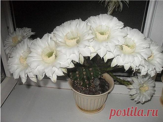 Одноклассники