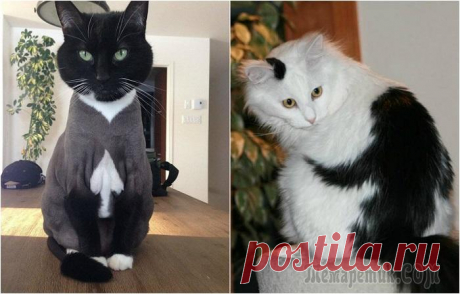 Фотографии кошек весьма неожиданных окрасов, которые обязательно вызовут улыбку