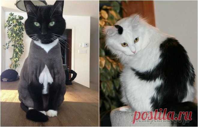 Фотографии кошек весьма неожиданных окрасов, которые обязательно вызовут улыбку