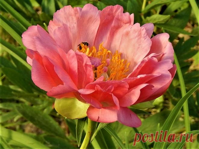 Шесть основных правил ухода за пионами после цветения. | Цветочная душа | Яндекс Дзен