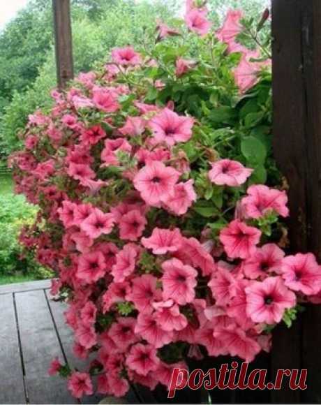 КАК ПРАВИЛЬНО СЕЯТЬ ПЕТУНИЮ БЕЗ ДОПОЛНИТЕЛЬНОЙ ПИКИРОВКИ

Поскольку у нее очень мелкие семена, то лучше всего ее высевать на снег, который вы небольшим слоем вносите сверху на питательный грунт прямо в рассадные емкости. На согнутую ладонь левой руки высыпаете семена и слегка сжимаете ладонь. Через образовавшуюся на ладони бороздку сбрасываете семена на снег, по 3 - 4 семечка в каждую емкость.

Затем ставите все емкости в поддон (чтобы они не опрокинулись), опускаете поддо...