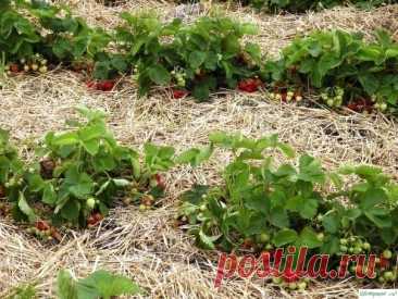 4 крутых удобрения для земляники садовой