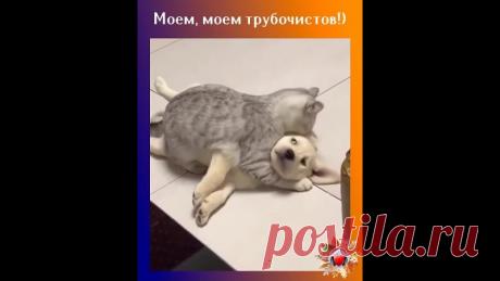 Надо, надо умываться По утрам и вечерам! Сказала кошка щенку, и начала его нализывать